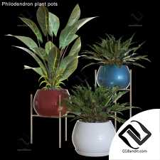 Комнатные растения Philodendron  03