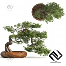Комнатные растения bonsai