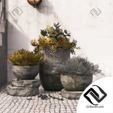 Уличные растения Street plants 24