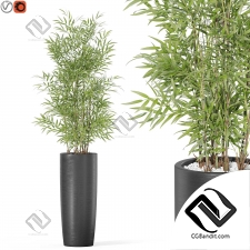 Комнатные растения 5288