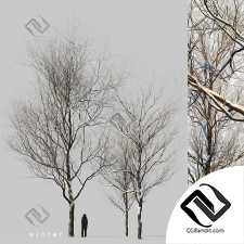 Деревья Snow covered