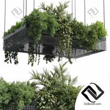 Комнатные растения set