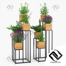 Комнатные растения on a stand