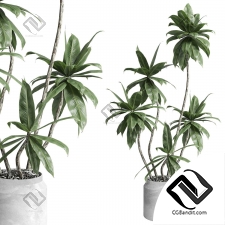 Комнатные растения fiucs tree