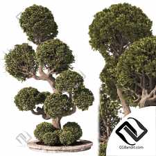 Садовые деревья