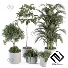 indoor Plant