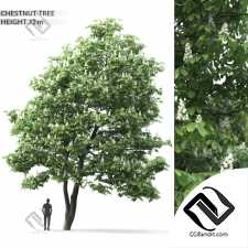 Деревья Trees Chestnut 6