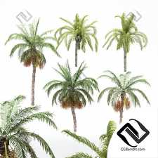 Деревья Palm