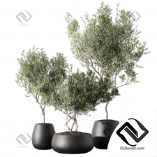 Комнатные растения 115