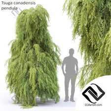 Деревья Trees Tsuga canadensis pendula