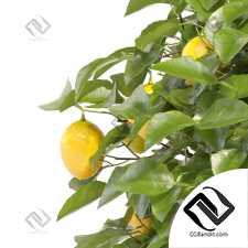 Small Lemon Tree