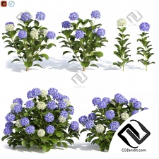 Кусты гортензии