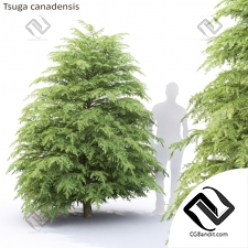 Деревья Trees Tsuga canadensis 3
