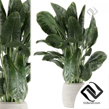 Комнатные растения 90