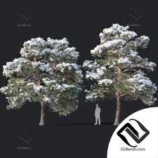 Деревья Trees Pinus sylvestris 29