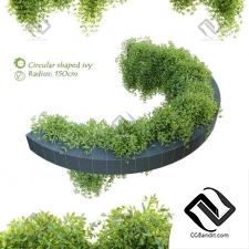 Уличные растения Circular shaped ivy