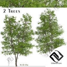 Деревья Set of Tilia Platyphyllos Trees
