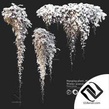 Уличные растения 55