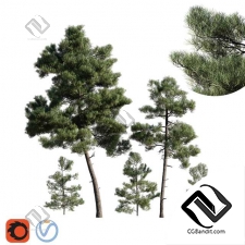 Деревья Trees Turkish pine