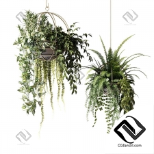 Комнатные растения ampelous in hanging pots