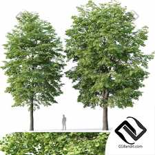 Деревья Trees Tilia europaea 31