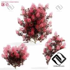 Кусты скумпия кожевенная