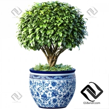 Комнатные растения Ornamental tree