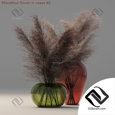 Букет Bouquet Miscathus flower in vases