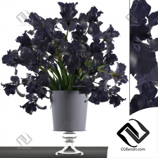 Букет Bouquet Black Irises