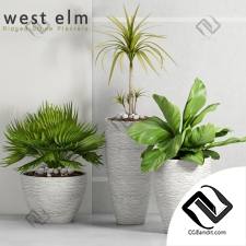 Уличные растения Street plants westelm 02