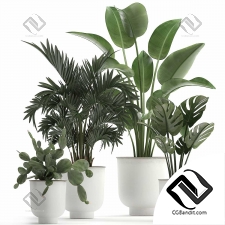 Комнатные растения set