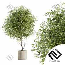 Комнатные растения 84