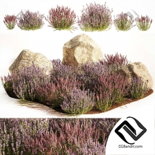 Набор кустов лаванды