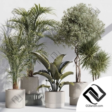 Комнатные растения set 900