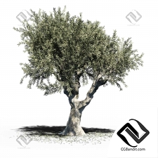 Деревья Olive