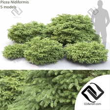 Кусты Bushes Picea Nidiformis