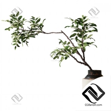 Ветка с зелеными листьями в вазе