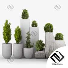 Уличные растения Street plants 54