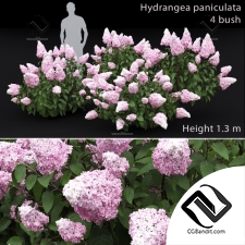 Кусты Bushes Hydrangea paniculata
