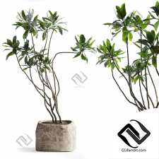 Комнатные растения 97