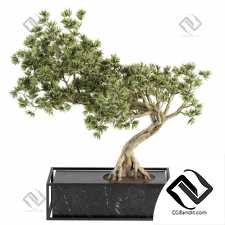 Комнатные растения Bonsai 8