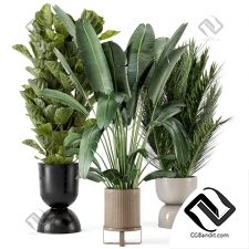 Indoor Plants 20