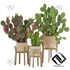 Комнатные растения 147