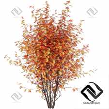 Деревья Рябина 08