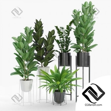 Комнатные растения Ficus 06