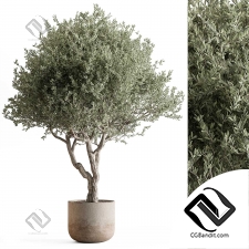 Комнатные растения 441