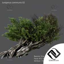 Деревья Common juniper 11