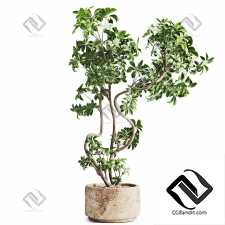 Комнатные растения schefflera