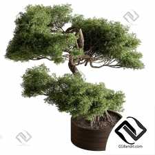 Комнатные растения Bonsai 14