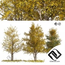 Деревья Fall birch